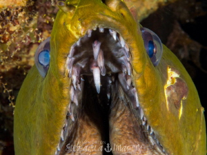 Mouth of a Morray
 by Jan Morton 